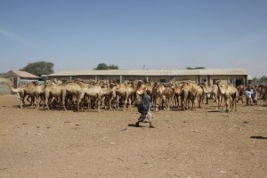 The camel market in Hargeisa