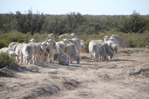 sheep, waiting at the side of the road before crossing
