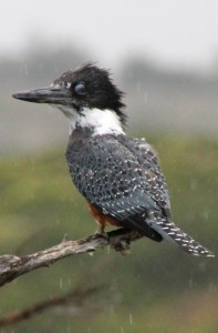 another activity: bird watching. This is a Martin-Pescador, a kingfisher