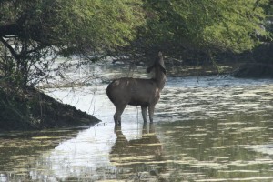 blackbuck in the water