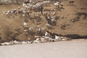 cows enjoying the river