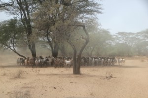 the Karo are goat herders