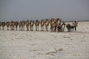 another camel caravan