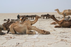 camels resting ahead of their two-day journey to the salt markets