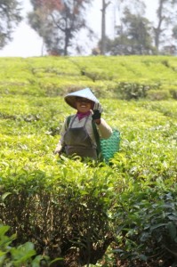 plantation worker busy picking tea leaves