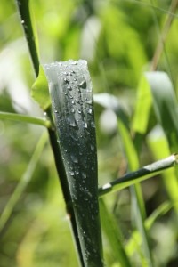 just a pretty picture of dew on a leave, to start this entry with