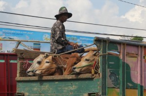 cattle being transported by truck