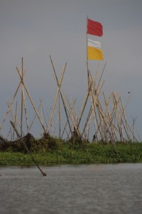 bamboo poles are placed to tie the waterplants