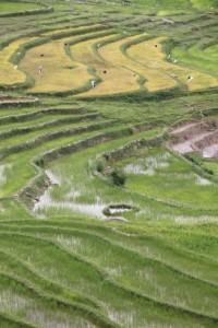 the view from Taupe, rice paddies