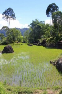 rice paddies on the way to Tikala