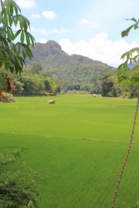 rice paddies near Marante