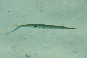 without an underwater camera, we are limited to photos from the jetty; here a needle fish