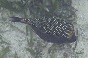 here a dotted fat fish, official name unknown