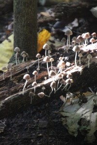 a humid environment, full of mushrooms