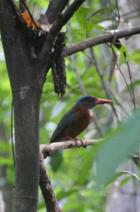 a kingfisher, difficult to spot in bewteen the dense foliage