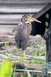 a heron, apparently used by the fishermen