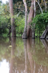 trees partly under water along the river