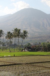 rice paddies in the shadow of – and occasionally under the smoke of – Gunung Guntur