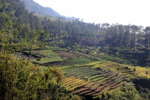 the fertile slopes of Gunung Ungaran are also used for vegetable terraces