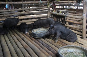 pigs for sale, in their bamboo cot