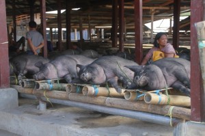 pigs – huge ones! - ready for transport