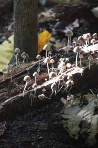 plenty mushrooms in the damp undergrowth
