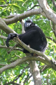another black macaque relaxing in the tree