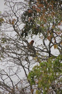 proboscis monkey in a tree