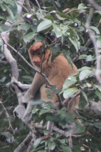 another proboscis monkey