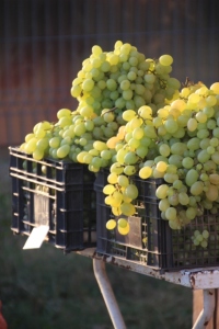 some of the grapes are just being sold along the motorway