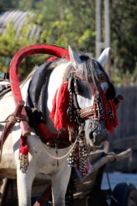 beautifully decorated horse, in front of a simple cart