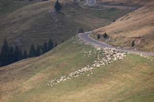 sheep getting off the road