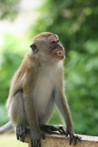 this is a pig-tailed macaque