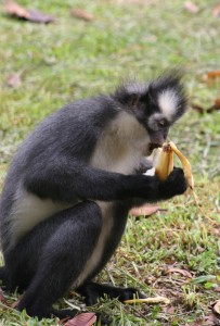 and another banana lover