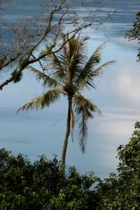 palm tree in front of Danau Maninjau