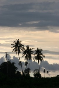 palm trees against a clouded sky