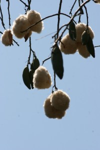 kapok, a fluffy substance used in pillows