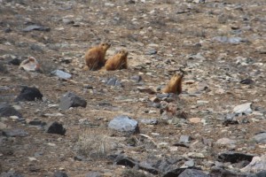 marmots popping up from their holes