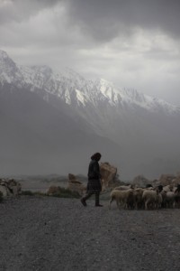 sheep on the road along the Panj River, Afghan mountains in the back