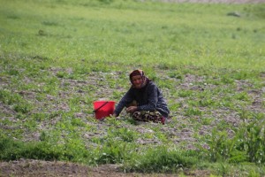 at valley level agriculture is being practised again, unlike in the High Pamirs