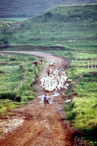 sheep moving through the Albanian countryside