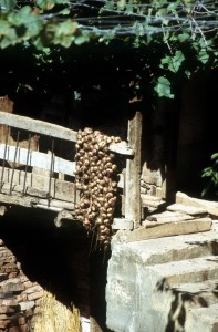 garlics at a balcony verandah, covered by grapes