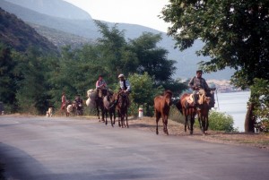 horses along the lake side road