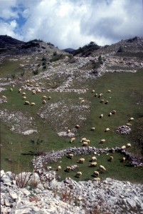 sheep in the mountains behind Tirana
