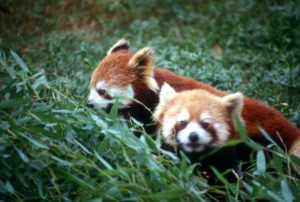 the less-wellknown family member, the red panda