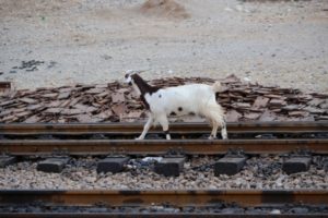 goats, too, use the tracks