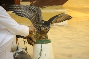 one of the locals testing out a falcon