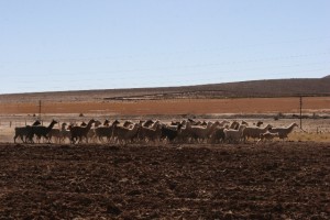 Llamas along the road, high on the Puna