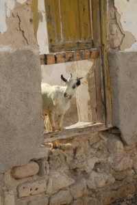 A goat is the only inhabitant of some of the shot-up buildings, Berbera