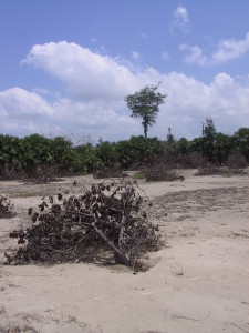 Manalamedu village, dead cashew trees
